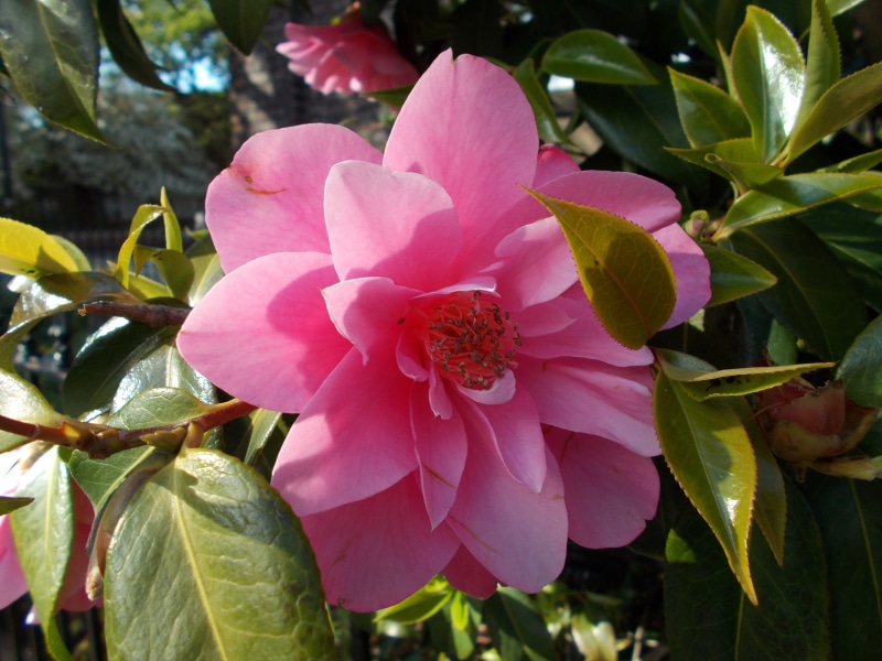 Pink Camellia flower with green leaves
