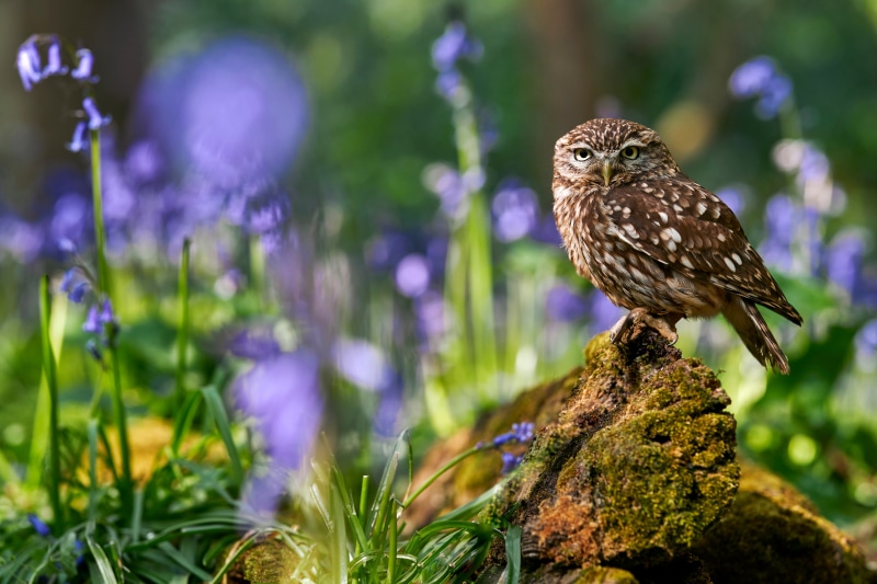 Little owl perched on mossy log with bluebells