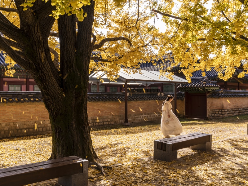 Woman in traditional dress at Gyeongbok Palace in Autumn