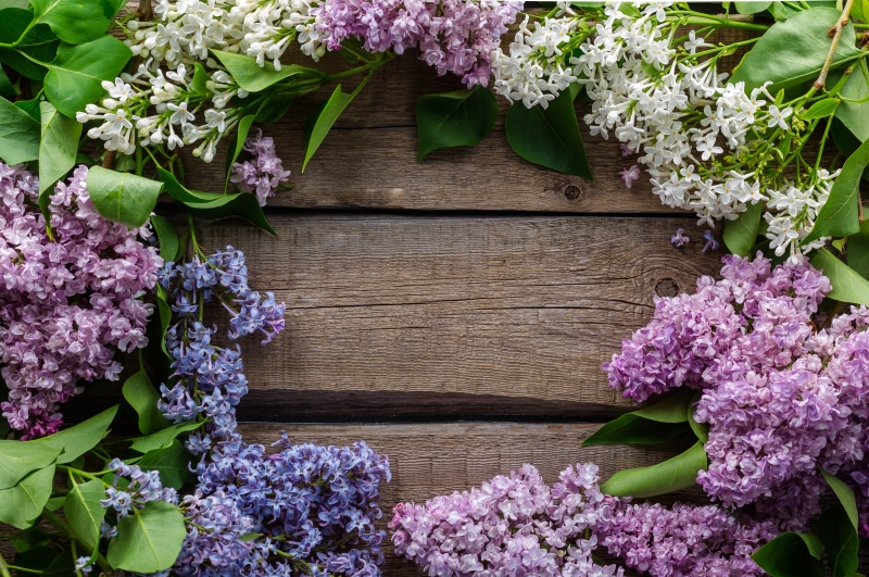 Spring Lilac Flowers on Wooden Background