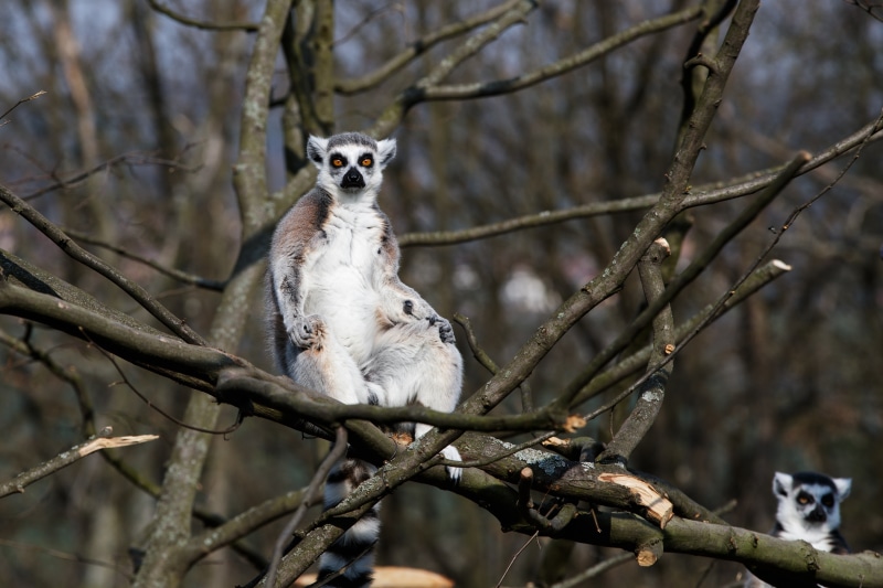 Ring-tailed lemur sitting on a tree branch