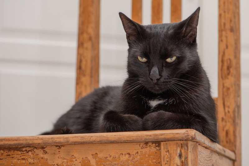 Black cat lying on a wooden chair