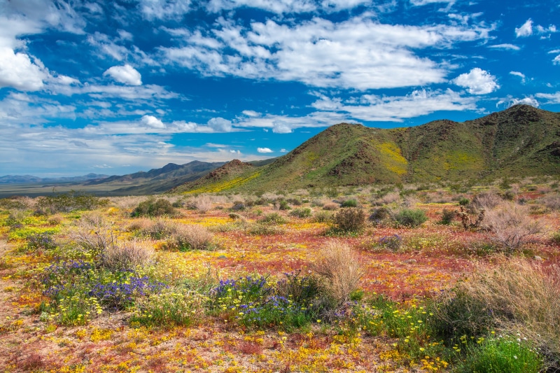 Joshua Tree National Park California Spring Wildflowers