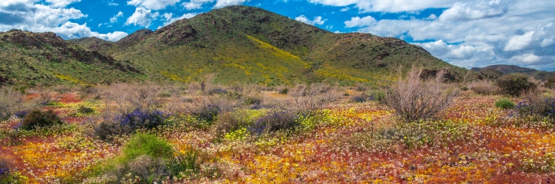 Joshua Tree National Park Spring Wildflowers Panorama