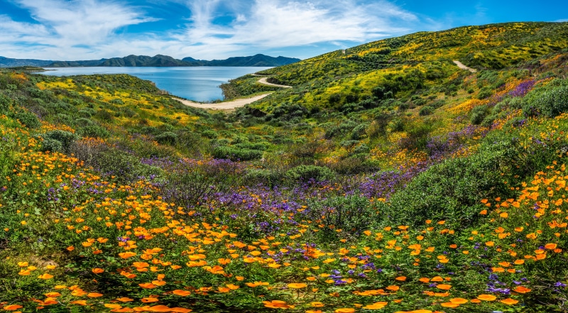California Wildflowers and Lake Scenery