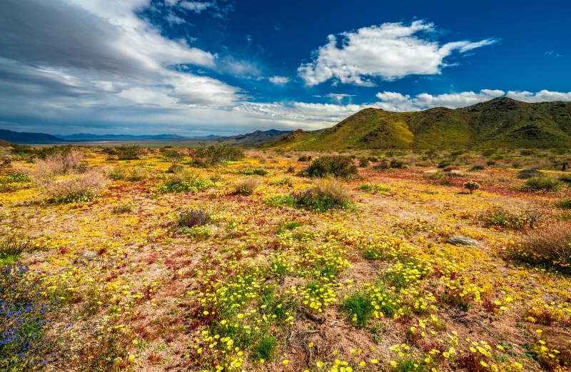 Joshua Tree National Park California Spring Wildflowers