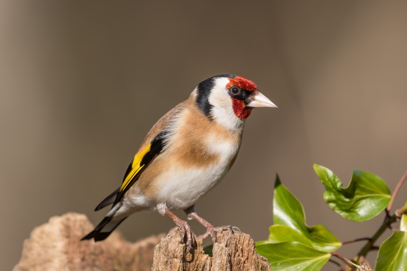 European Goldfinch perched on a wooden stump