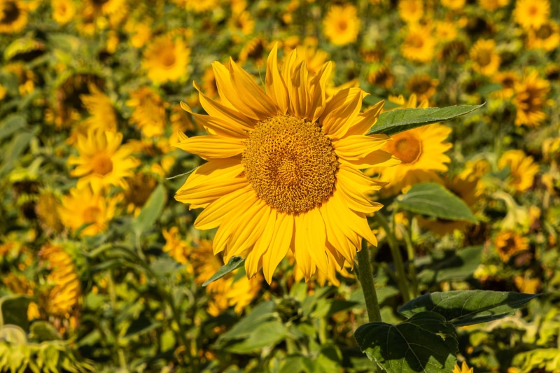 Field of Sunflowers with a Close-up Sunflower