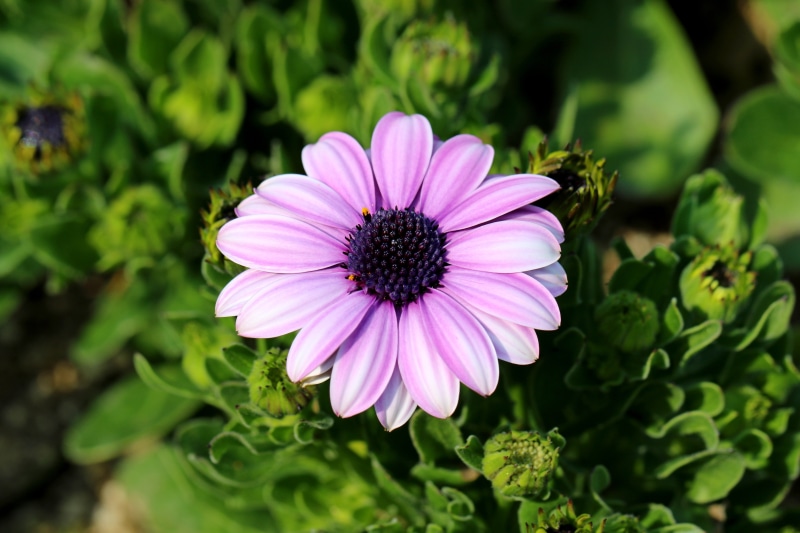 Pink Osteospermum flower with dark center