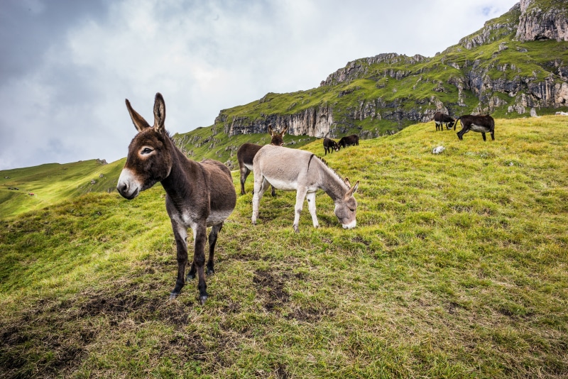 Donkeys on a grassy mountain slope