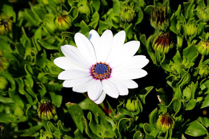 White Osteospermum flower with buds