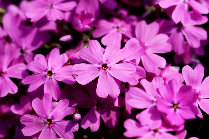 Many Pink Phlox Flowers Closeup