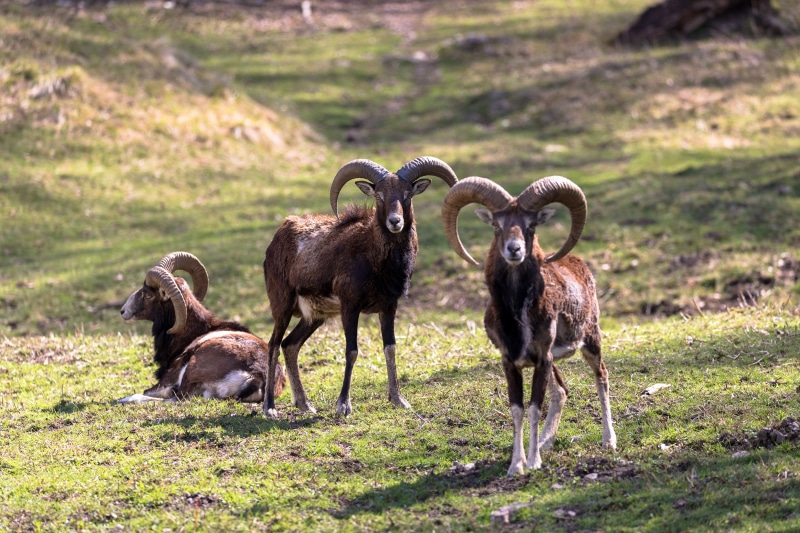 Three Moufflon Rams with Large Horns on Grass