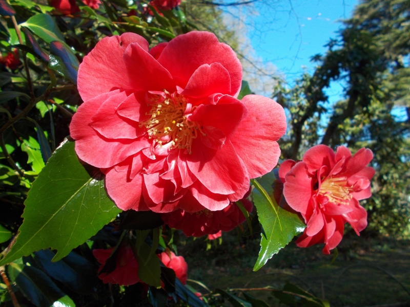Red Camellia Flowers in Bloom