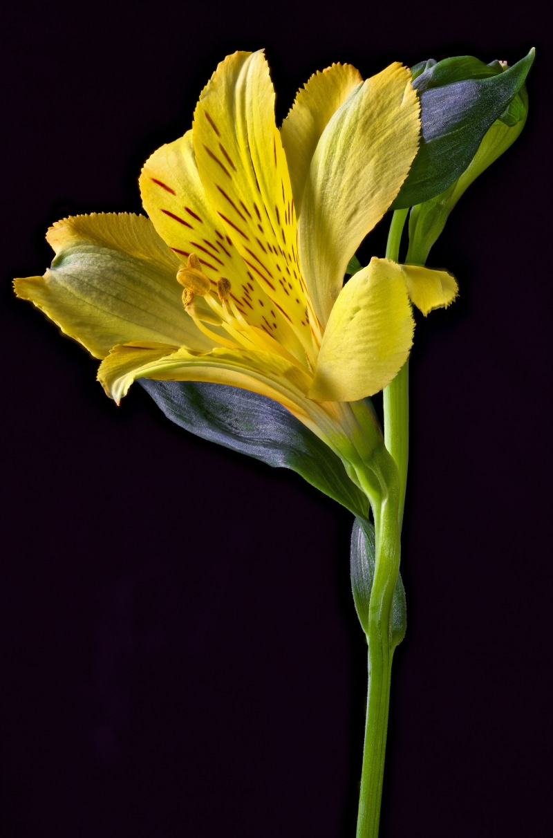 Yellow Alstroemeria flower with red streaks on black background