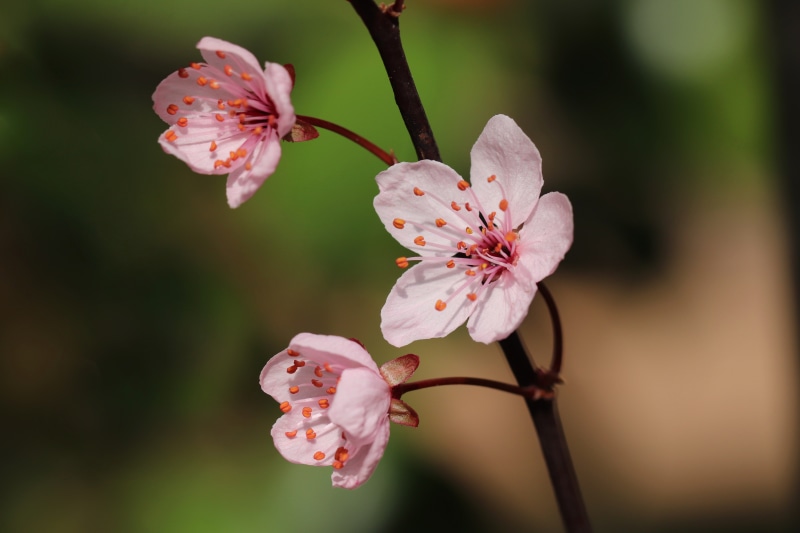 Pink Cherry Blossoms on a Branch