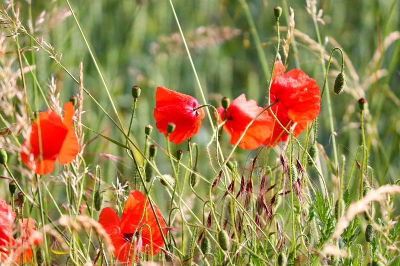 Red Poppies in Green Grass