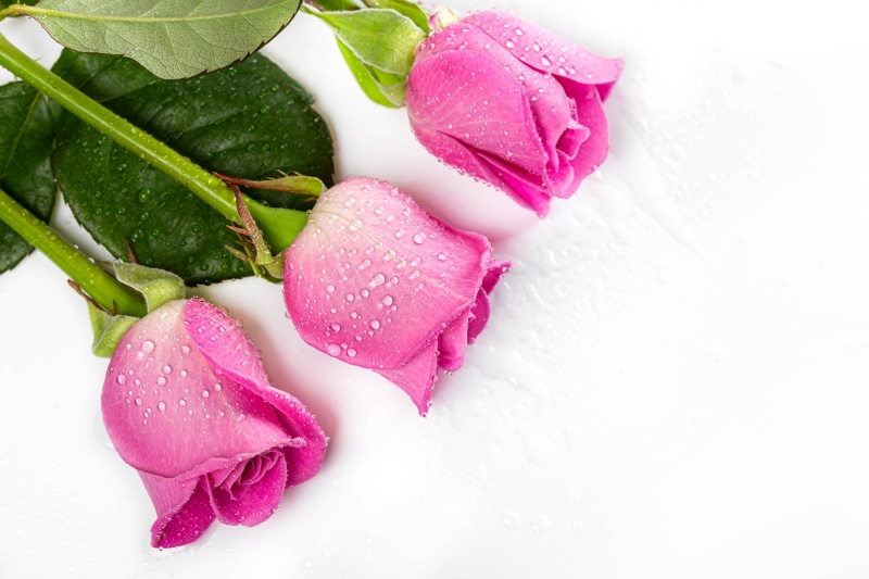Three pink roses with water drops on white background