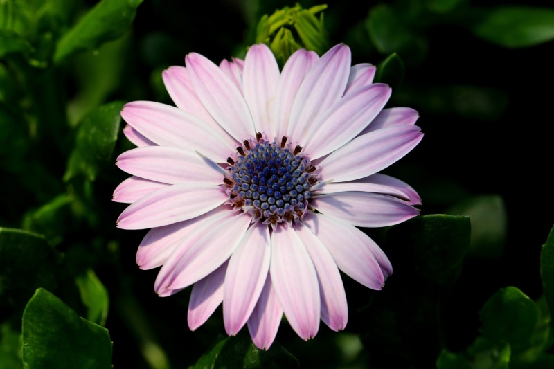 Osteospermum flower closeup
