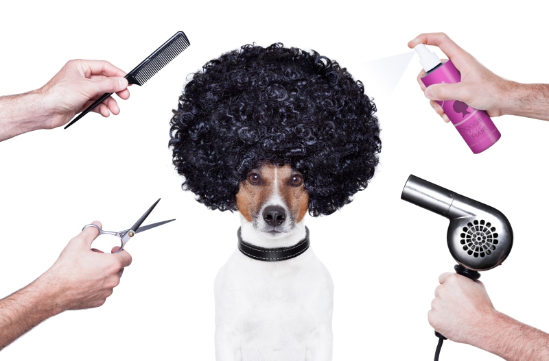 Dog with Afro Wig and Grooming Tools
