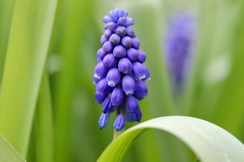 Muscari flower closeup with bokeh