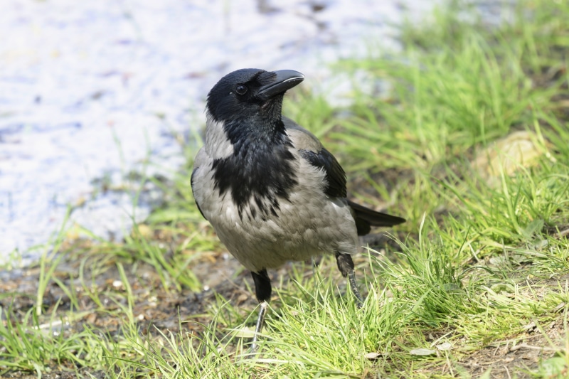 Hooded Crow on Grass by Water