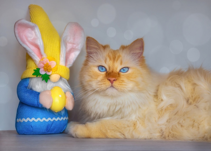 Easter Gnome and Cat with Blue Eyes