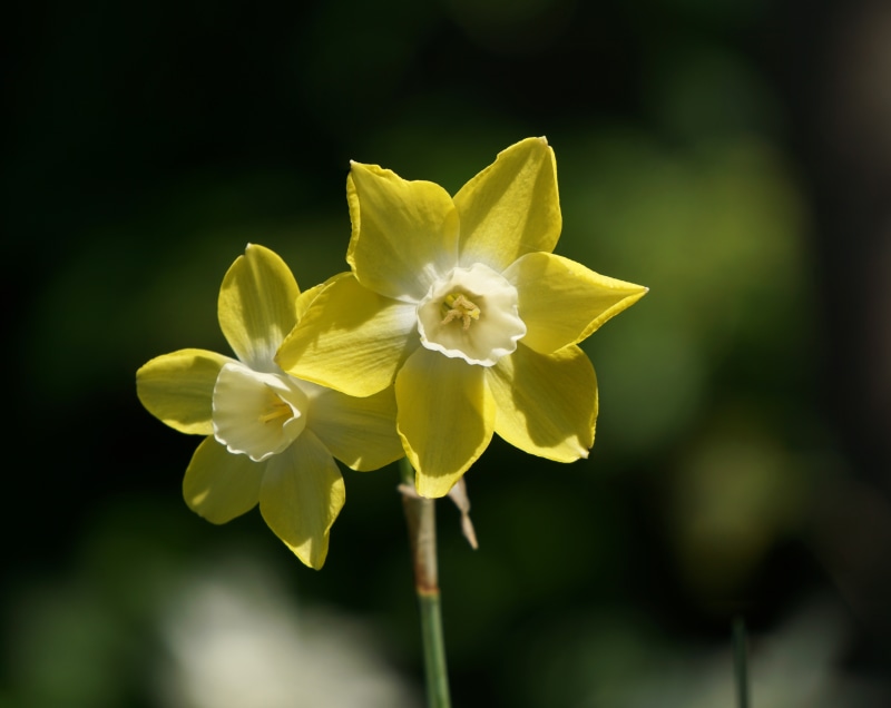 Two yellow daffodils with white centers