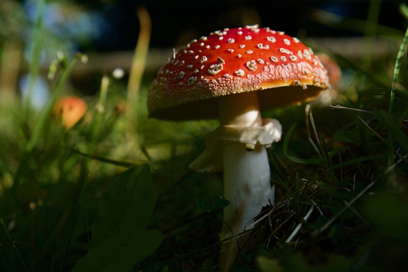 Amanita Muscaria Mushroom in Grass