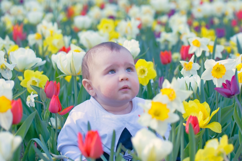 Baby in a field of tulips and daffodils