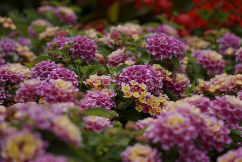 4K Lantana flowers in bloom