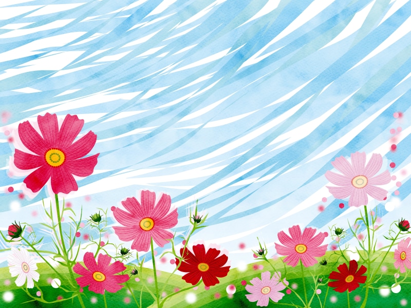 Cosmos flowers in a field with blue sky