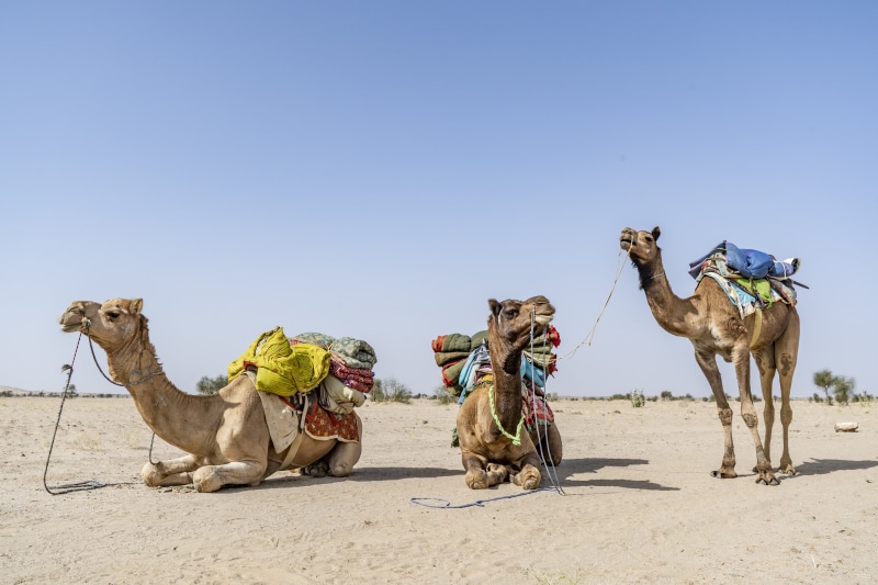 Three Camels Laden with Goods in the Desert