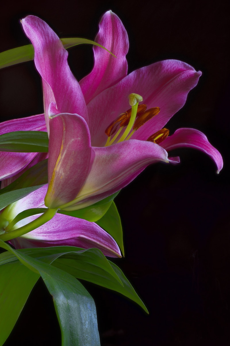 Pink Lily flower with green leaves on black background