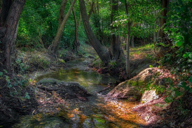Forest stream with trees and stones