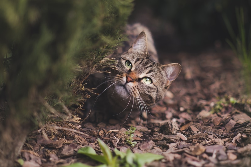 Tabby cat peeking from behind foliage