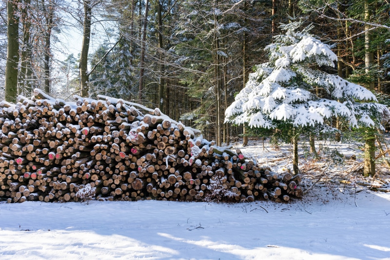 Wood logs and spruce tree in snowy forest