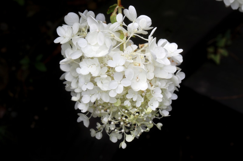 White Hydrangea Closeup