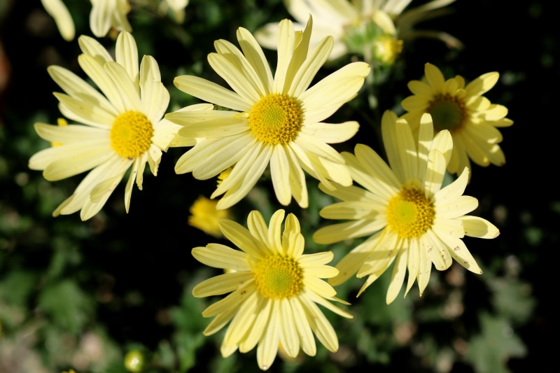 Yellow Camomiles Closeup