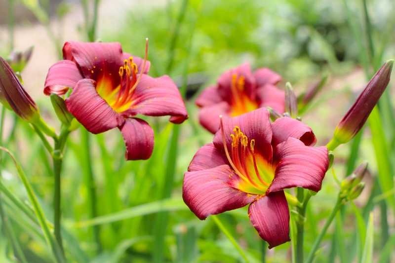 Red Lilies with Yellow Centers and Buds