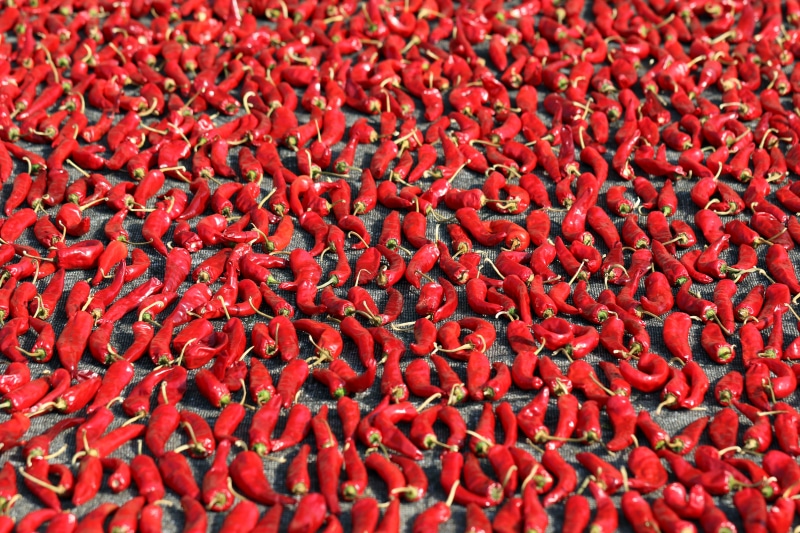 Many Red Chili Peppers Drying