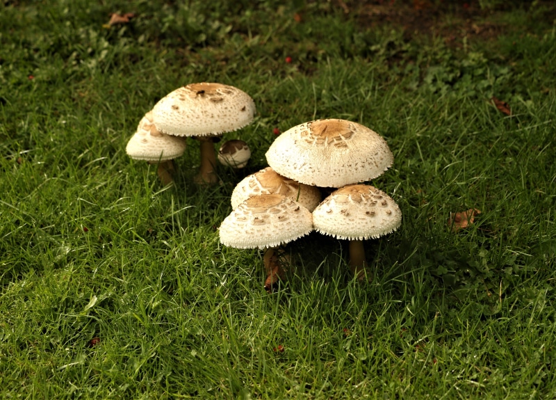 Macrolepiota mushrooms in grass