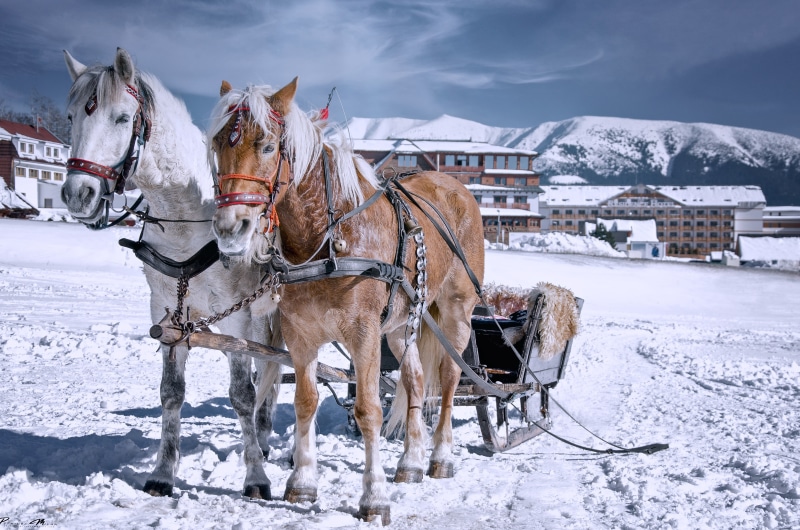 Two horses pulling a sled in the snow with mountains and buildings in the background