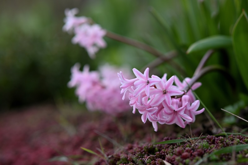 Pink Hyacinths in Bokeh