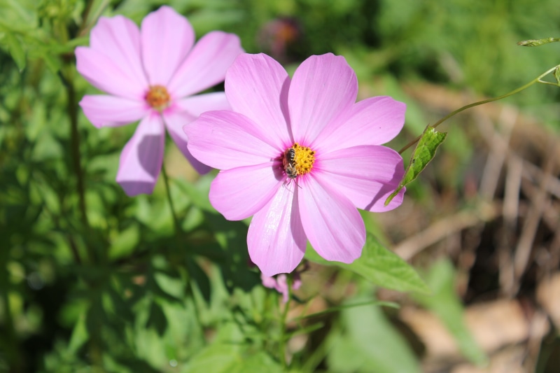 Pink Cosmos Flowers with Bee