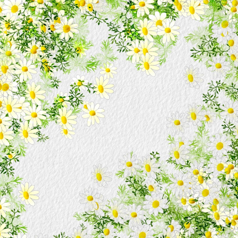 Painting of white daisies with green leaves on textured paper