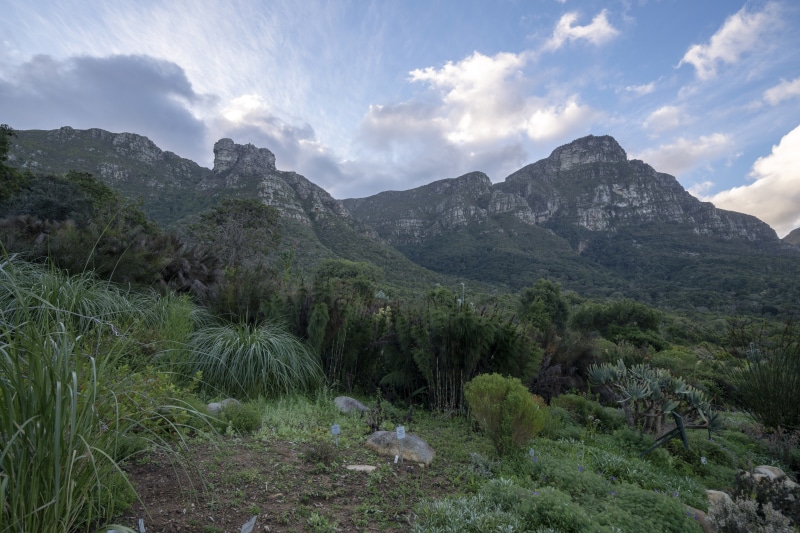 Mountains and garden with plants