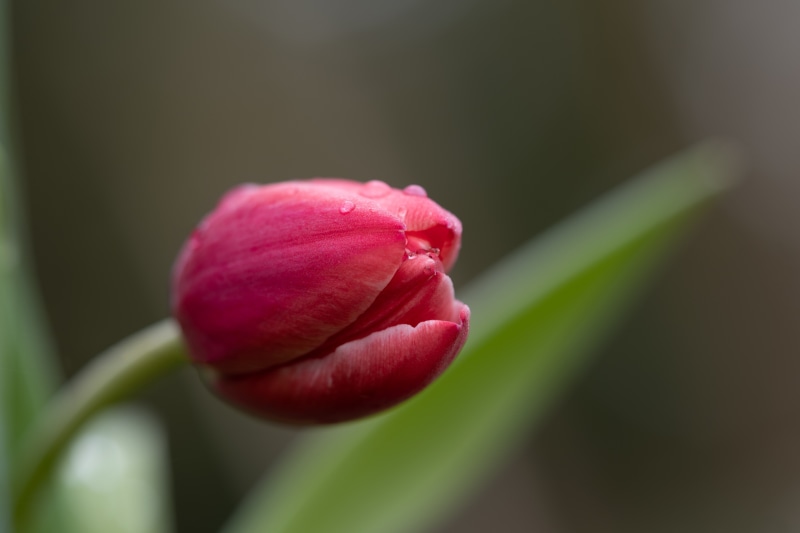 Red Tulip with Water Drops and Bokeh