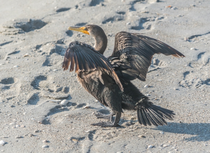 Cormorant bird on sand with footprints