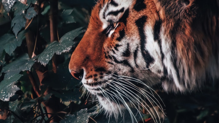 Tiger in the forest 4K